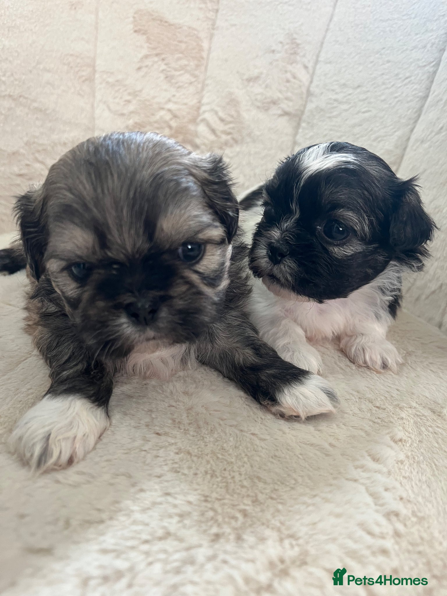 Shih Tzu dogs Shihtzu puppies for sale - Advert 2