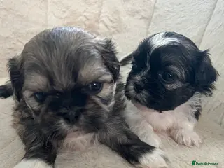 Shih Tzu dogs Shihtzu puppies for sale - Advert 2