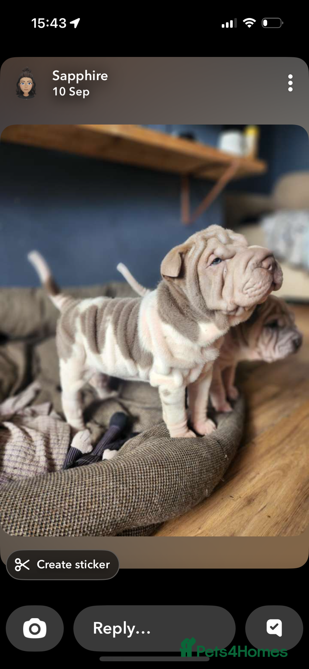 Shar Pei dogs for sale: 2 female shar-peis  - Image 1