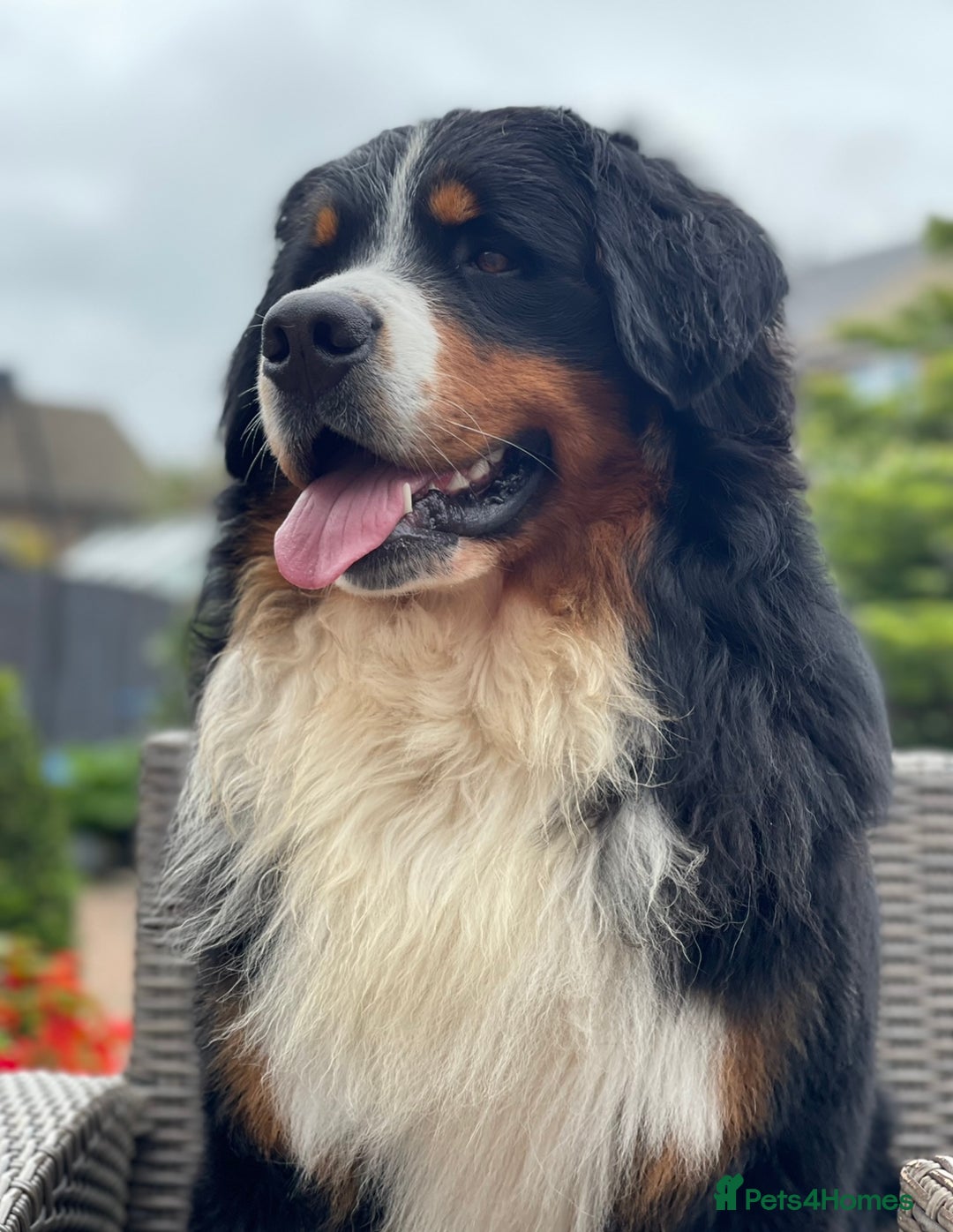 Bernese Mountain Dog dogs for stud: 🔥 CRUZ💥 TOP QUALITY BERNESE MOUNTAIN DOG STUD in Whitehaven - Image 20