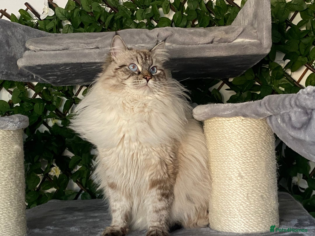 Siberian cats for sale: 🌓Word Champion Grandfather 🌖 - Advert 18