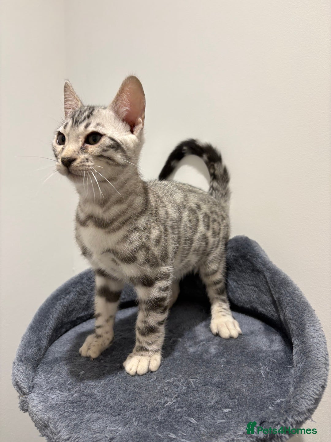 Bengal cats for sale: Bengal Kittens for Sale! (4 BOYS) - Image 2