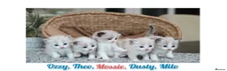 Ragdoll cats for sale: Tica Registered 💎 Ragdoll Kittens - Advert 4