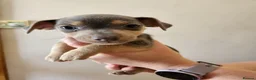 Jack Russell dogs for sale: Blue and sandy Jack Russell puppies - Advert 12