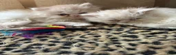 Persian cats for sale: Stunning kittens - Advert 4