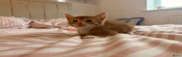 Mixed Breed cats for sale: 3 male Kittens - Advert 6
