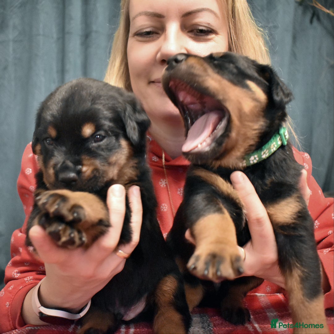 Rottweiler dogs for sale: KC chunky rottweiler puppies - Advert 28