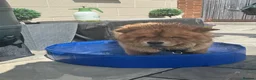 Chow Chow dogs for stud: KC registered Ralph chow chow  in Woodford Green - Advert 18