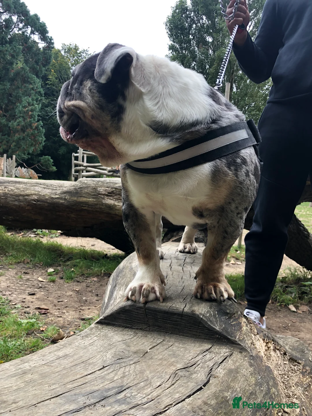 English Bulldog dogs for stud: Proven English Bulldog Stud - Blue Tri Merle in Romford - Advert 3