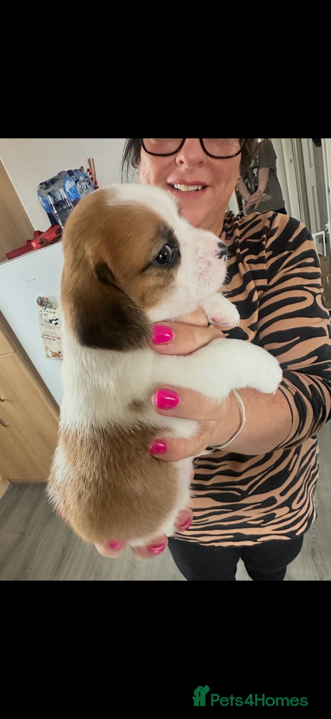 Mixed Breed dogs for sale: Gorgeous litter of puppies , 1 boy and 2 girls  - Advert 2