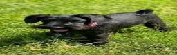 Miniature Schnauzer dogs for sale: KC Miniature Schnauzer - Bitch - Advert 1