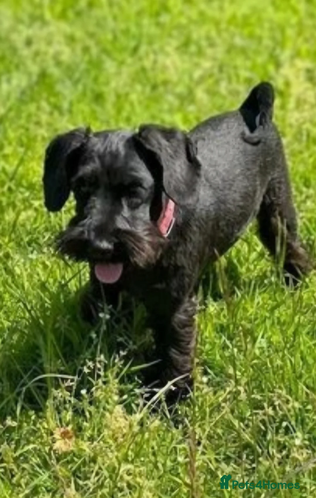 Miniature Schnauzer dogs for sale: KC Miniature Schnauzer - Bitch - Advert 1