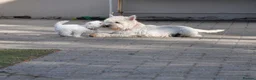 West Highland Terrier dogs for sale: West Highland terrier Puppy Girls - Advert 3
