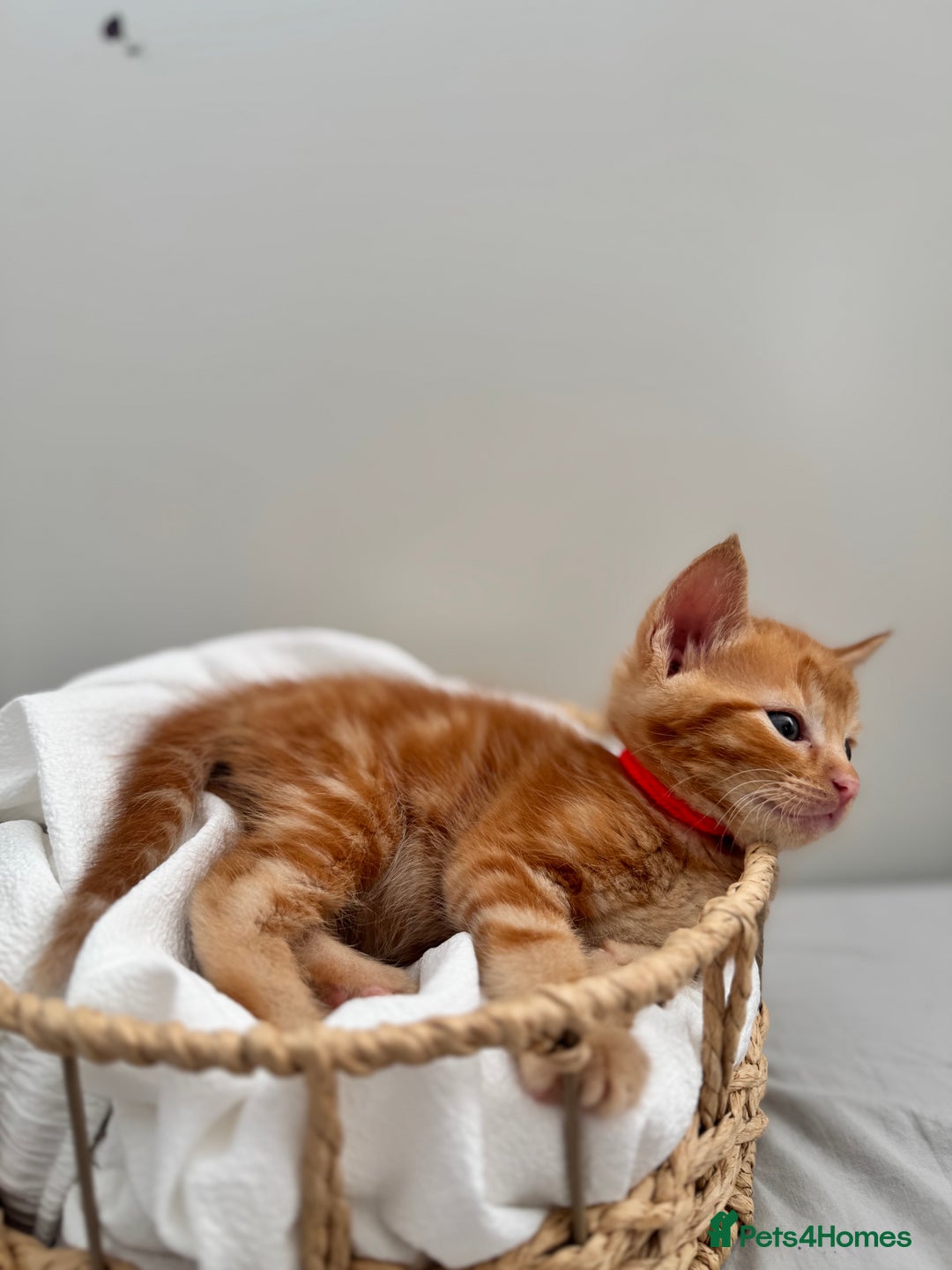 Ragdoll cats for sale: CUTE AND PLAYFUL HALF RAGDOLL KITTENS  - Image 14