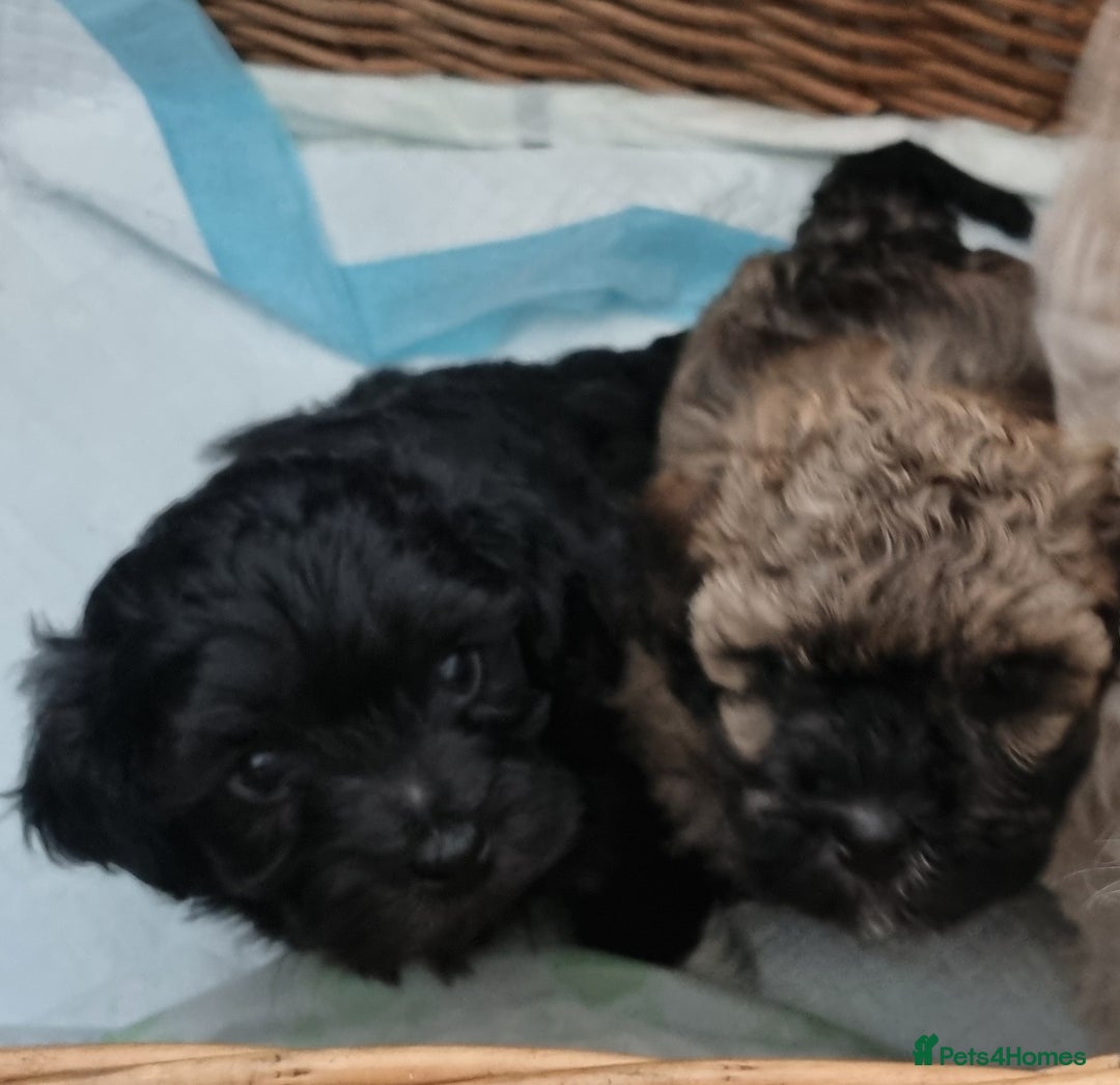 Maltipoo dogs for sale: Rare F2 Toy Maltipoos, DNA Clear + Basic Training - Image 33