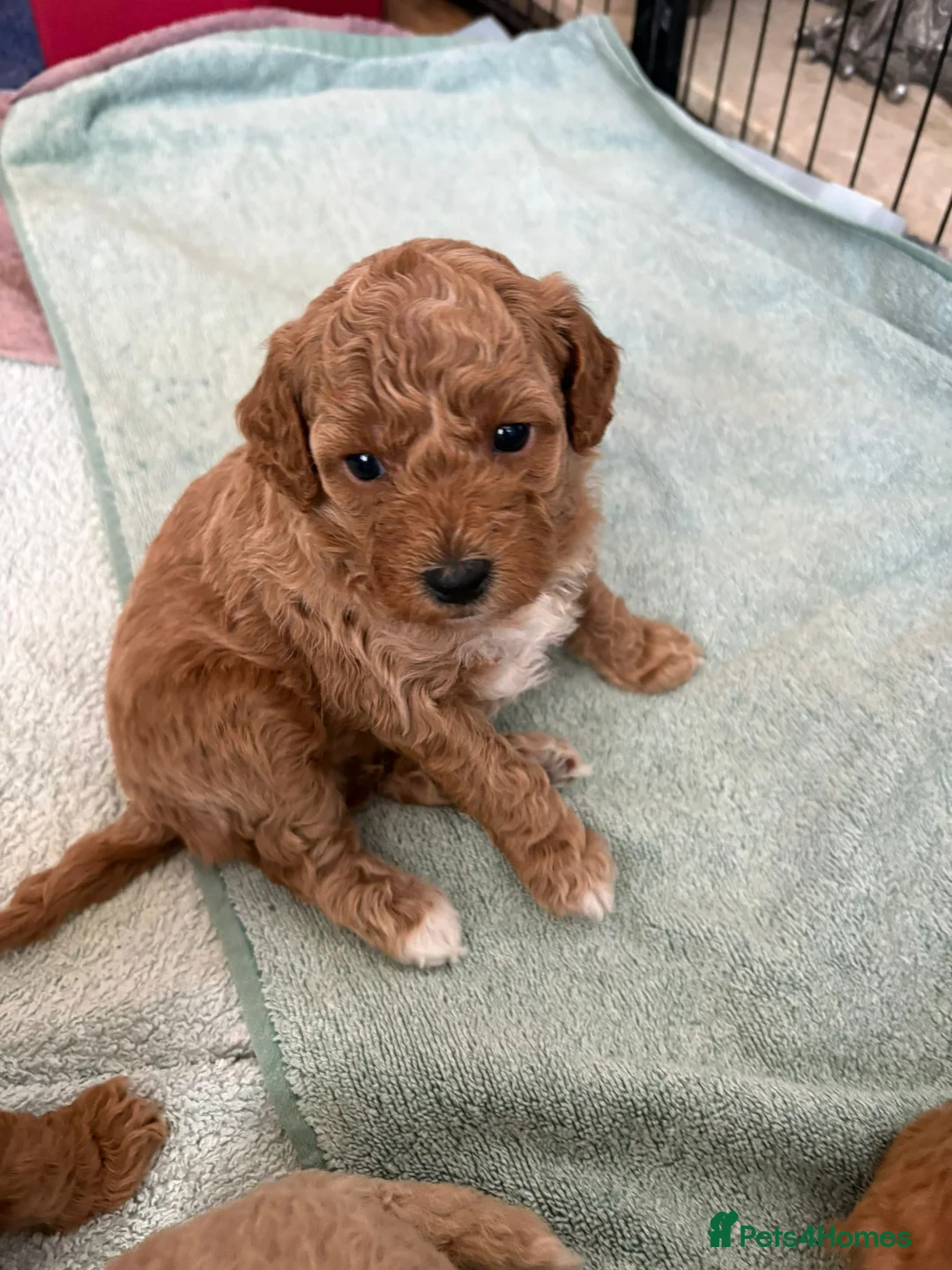 Mixed Breed dogs for sale: Poochon Puppies in Gretna - Advert 2