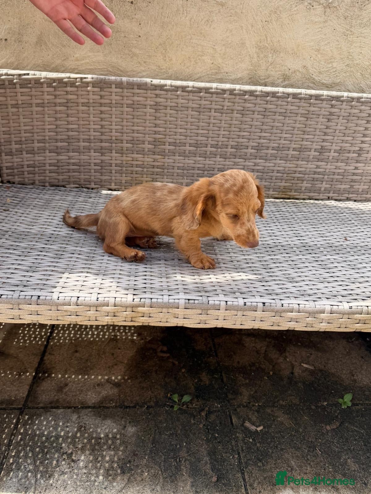 Miniature Dachshund dogs KC REG Long Haired Miniature Dachshunds  - Advert 8