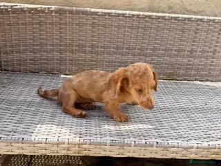 Miniature Dachshund dogs KC REG Long Haired Miniature Dachshunds - Advert 8