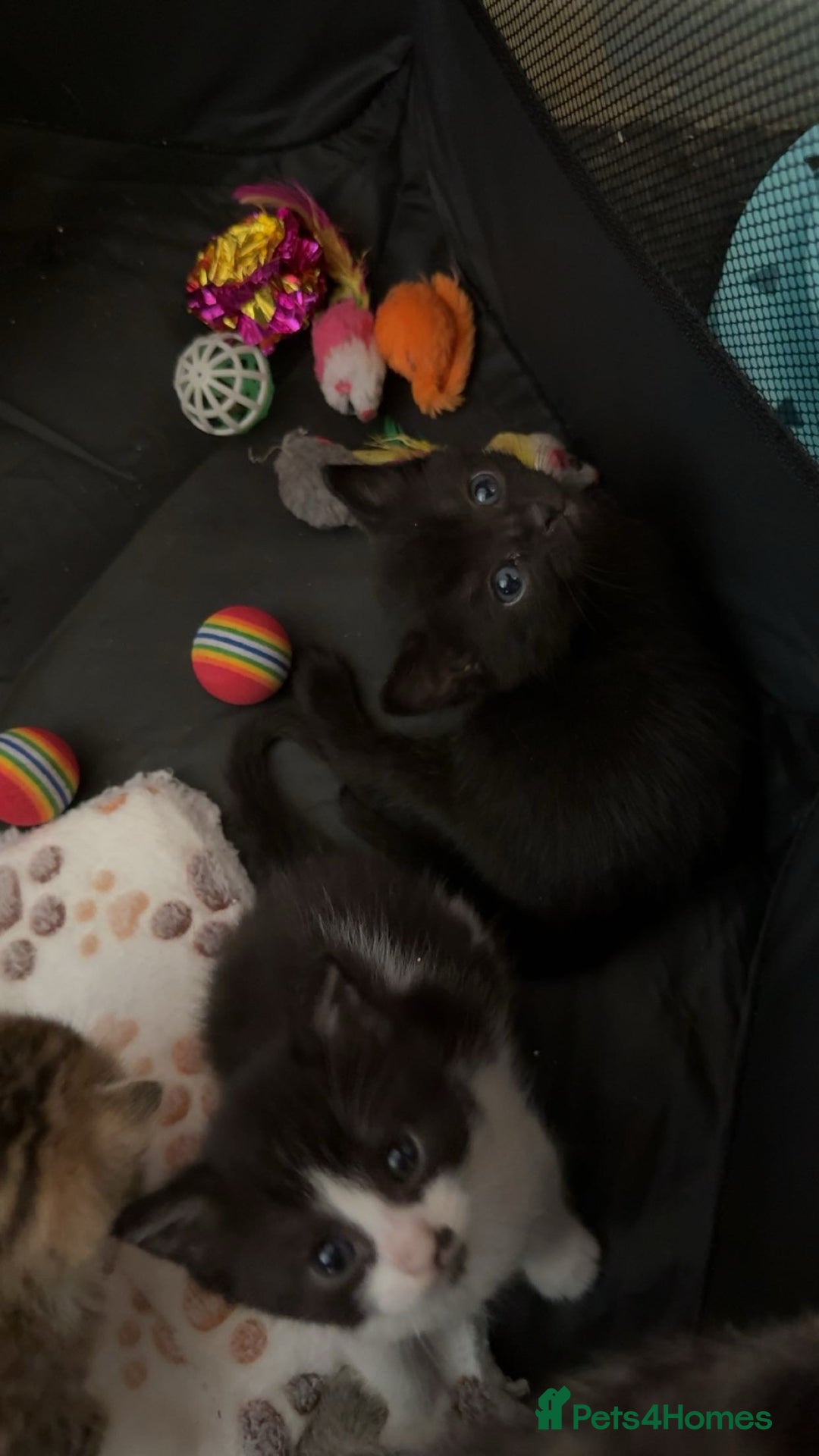 Persian cats for sale: Shorthair RagDoll Persian X British longhair  - Advert 2