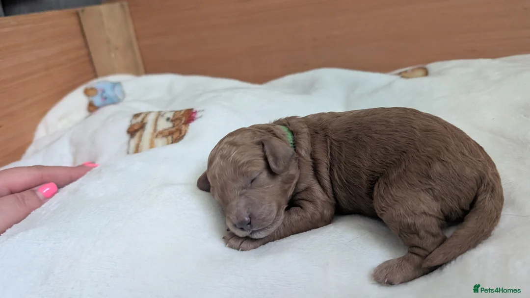 Jackapoo dogs for sale: FB1 jackapoo puppies 3 Remaining  in Stanley - Advert 9