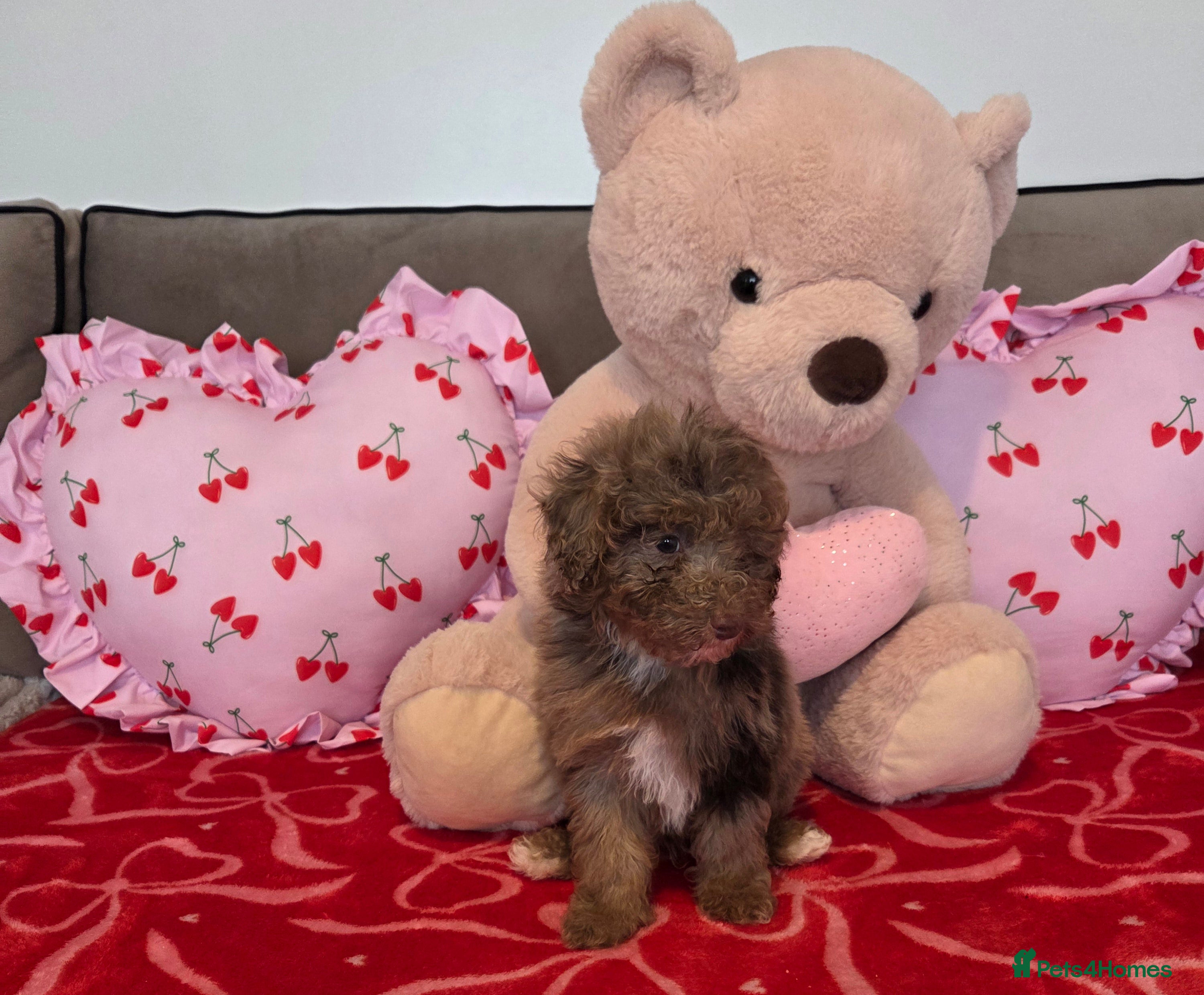 Toy Poodle dogs for sale: Gorgeous littler of x ** mall toy poodles  - Advert 1