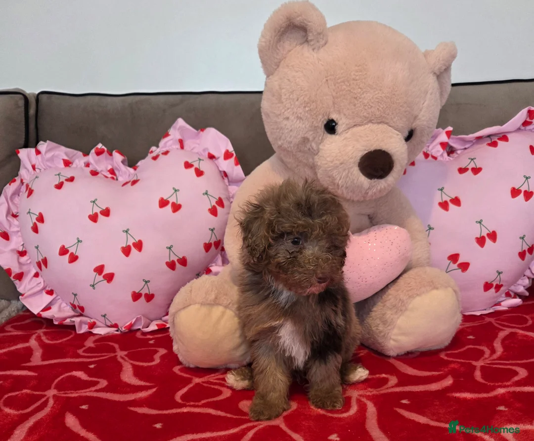 Toy Poodle dogs for sale: Gorgeous littler of x ** mall toy poodles  - Advert 15