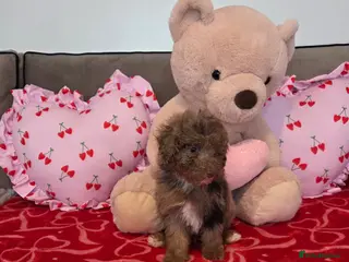 Toy Poodle dogs Gorgeous littler of x ** mall toy poodles - Advert 2