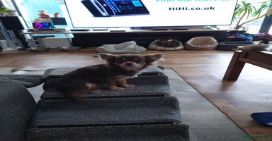 Chihuahua dogs - Advert 6