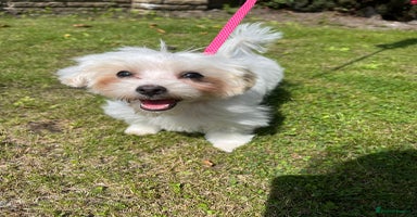 Maltipoo dogs - Advert 8