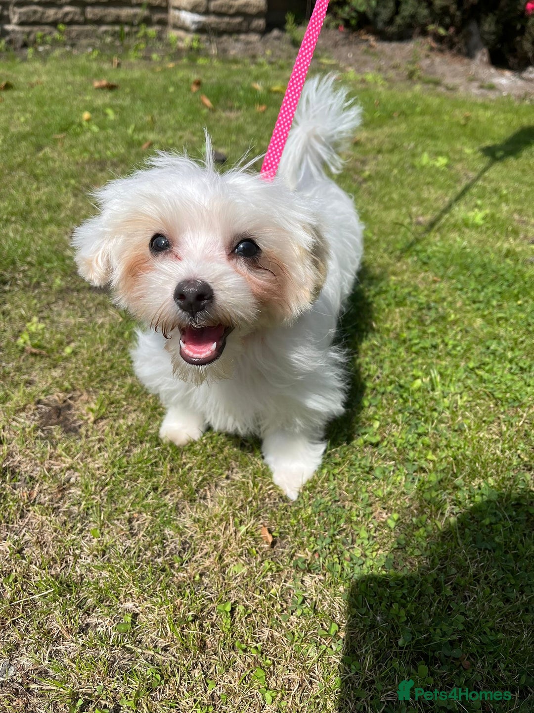 Maltipoo dogs for sale: Tiny Maltipoo  - Image 2