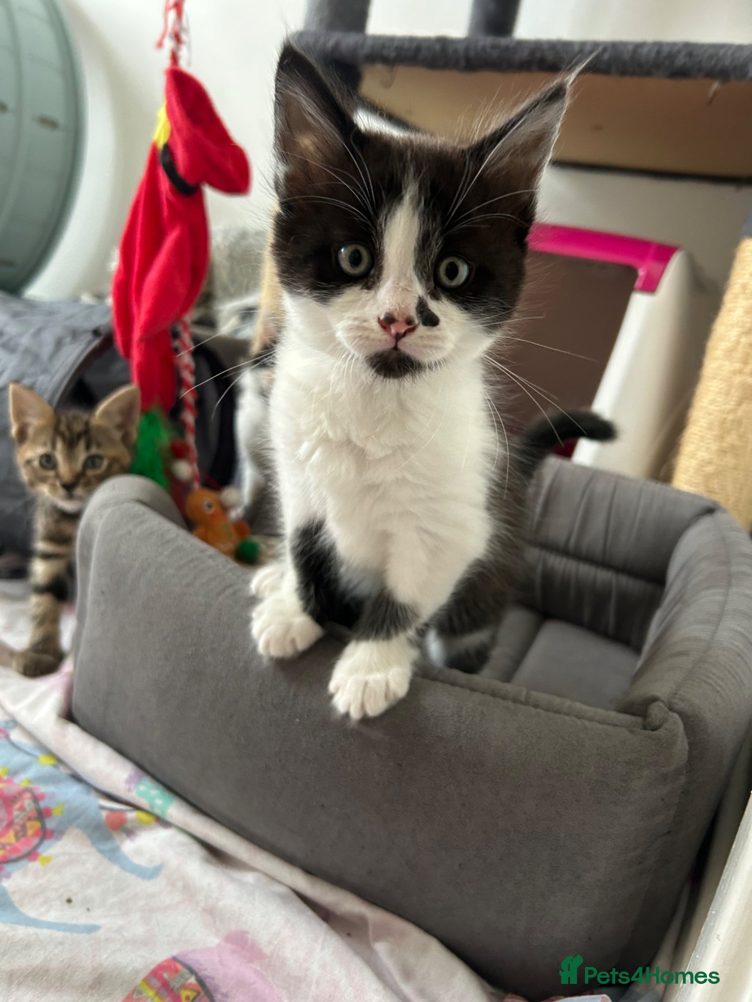 Mixed Breed cats Kittens looking for forever homes - Advert 18