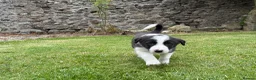 Border Collie dogs for sale: Border collie puppies  - Advert 8