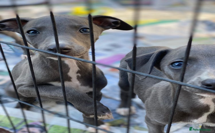 Whippet dogs - Advert 1