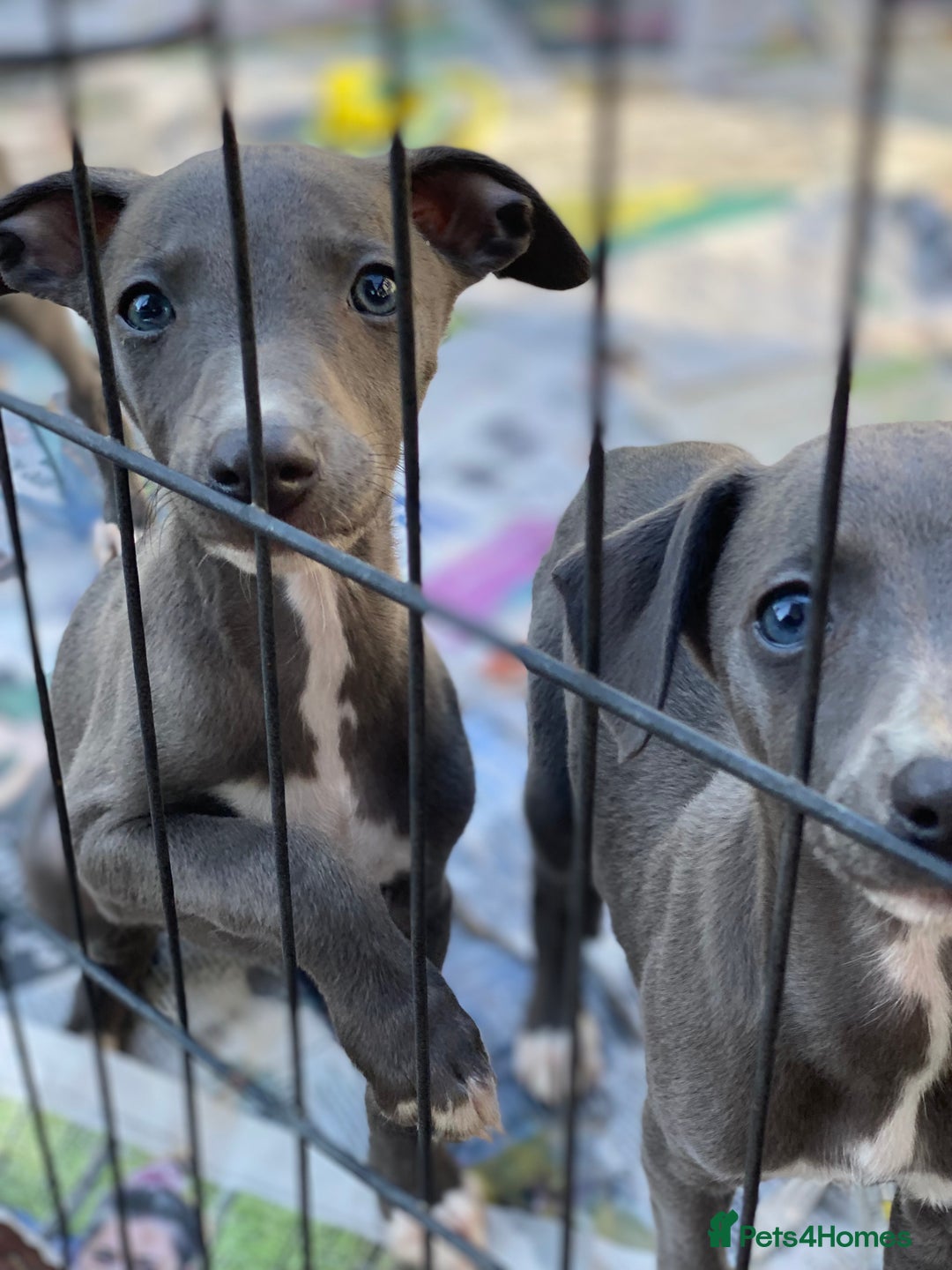 Whippet dogs for sale: 2 whippet puppies remaining ready for new homes - Image 3