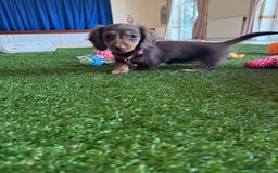 Miniature Dachshund dogs for sale: 5 star licensed miniature Wirehaired ready 18/8 - Image 20