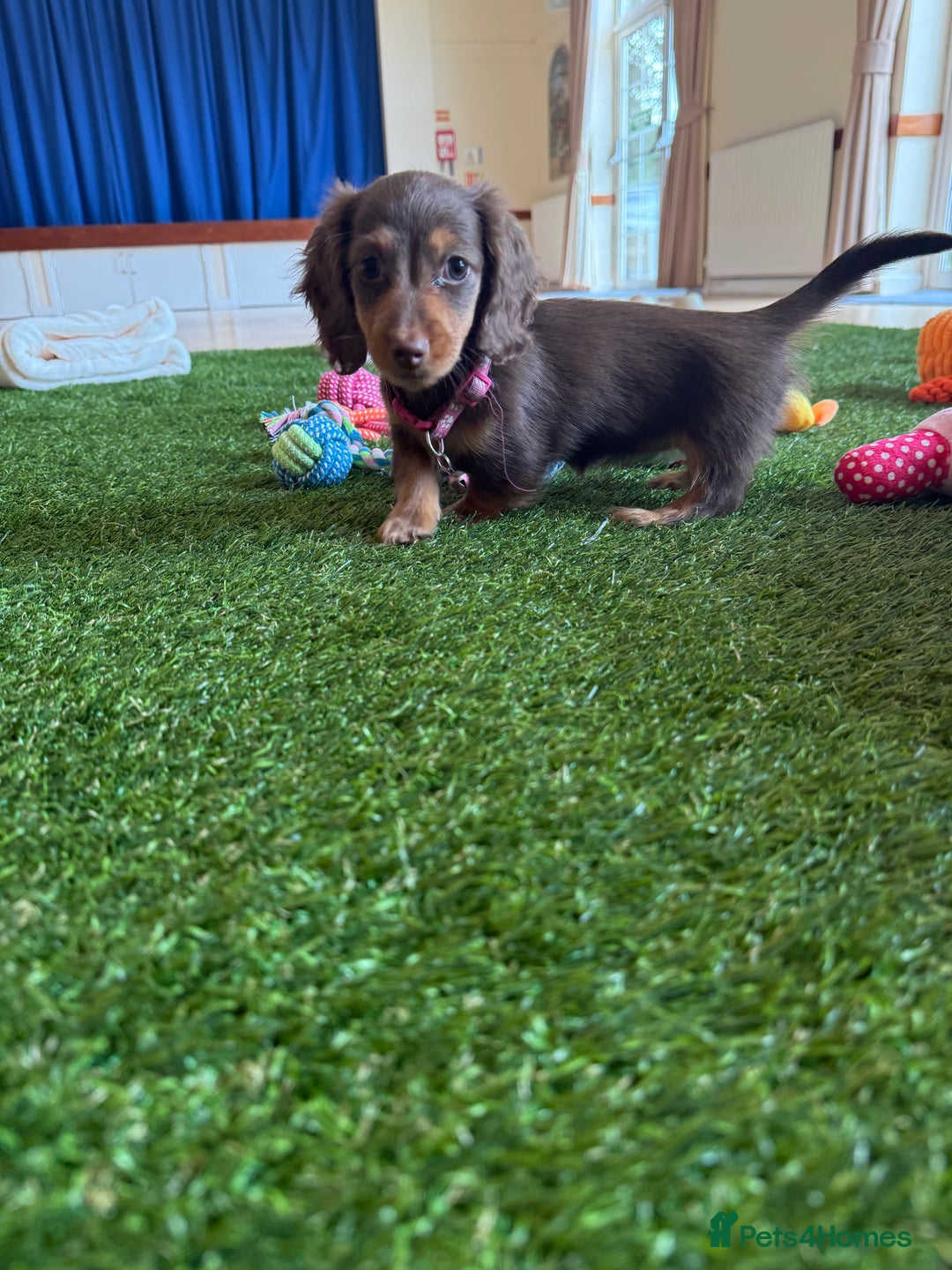 Miniature Dachshund dogs for sale: 5 star licensed miniature Wirehaired ready 18/8 - Image 20