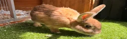Mixed Breed rabbits for sale: Large male rabbit 7.5 years old. - Advert 2