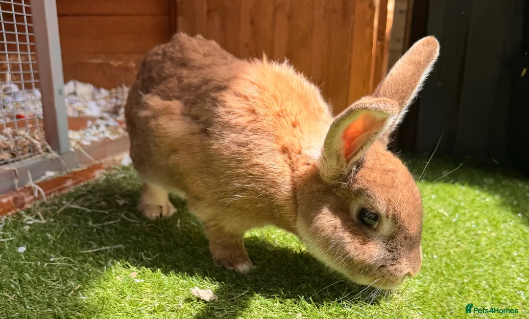 Mixed Breed rabbits for sale: Large male rabbit 7.5 years old. - Advert 2