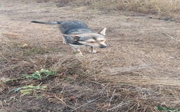 Mixed Breed dogs for adoption: 🐺 WOLFIE – A Brave Soul Ready for a New Life 🖤 - Advert 14