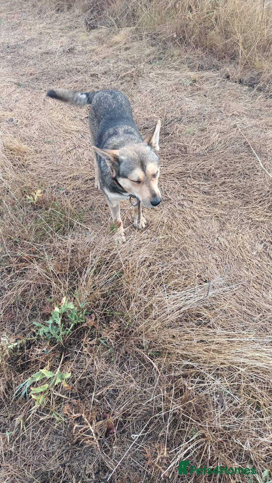 Mixed Breed dogs for adoption: 🐺 WOLFIE – A Brave Soul Ready for a New Life 🖤 - Advert 14