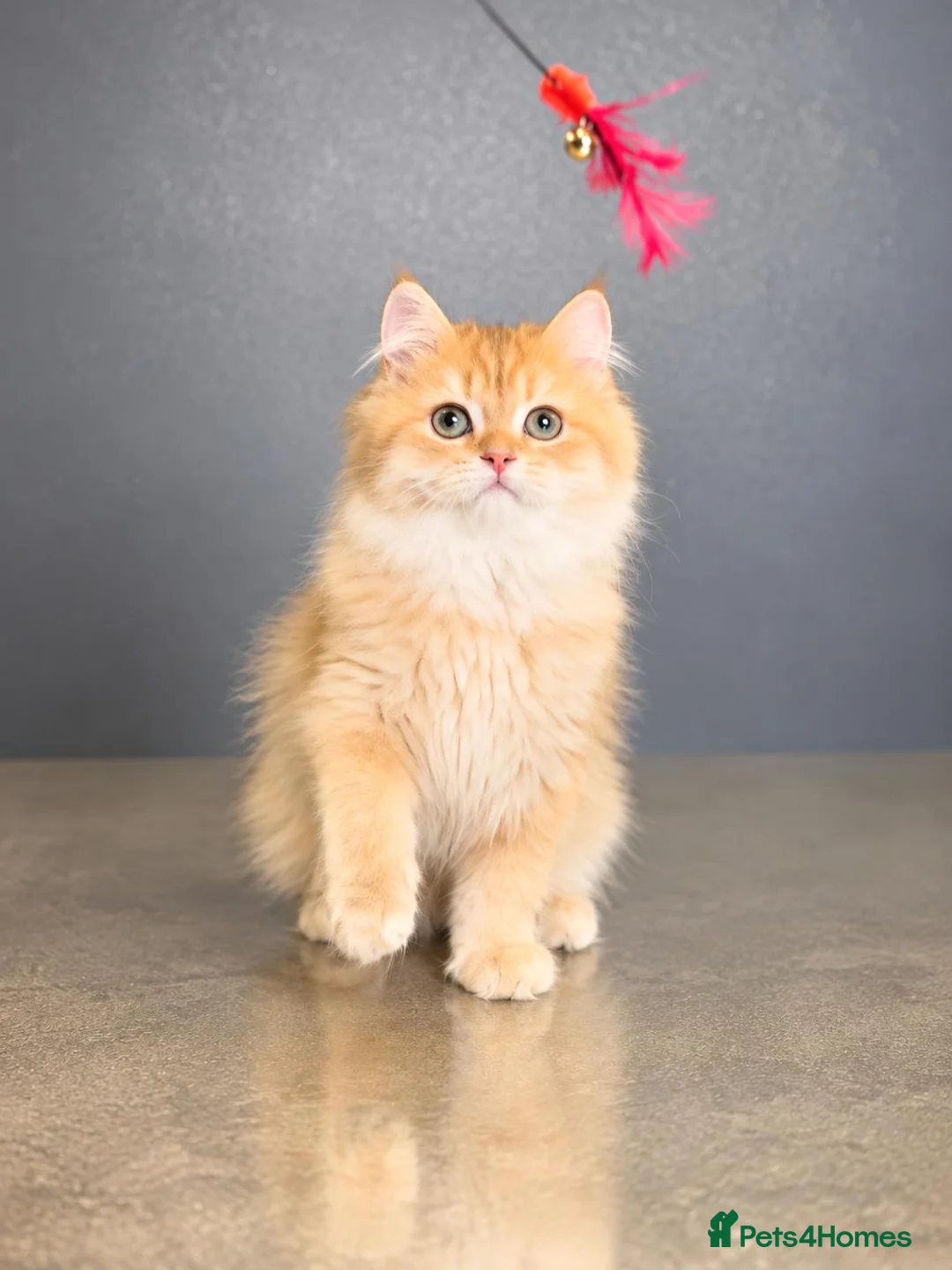 British Longhair cats for sale: Gorgeous GCCF Chocolate Golden British Longhair - Advert 1