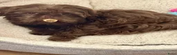 Shih Tzu dogs for stud: Kc registered chocolate brown shitzu - Advert 4