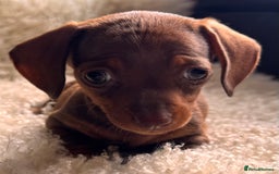 Miniature Dachshund dogs for sale: BEAUTIFUL MINI DACHSHUND PUPPIES  - Image 9