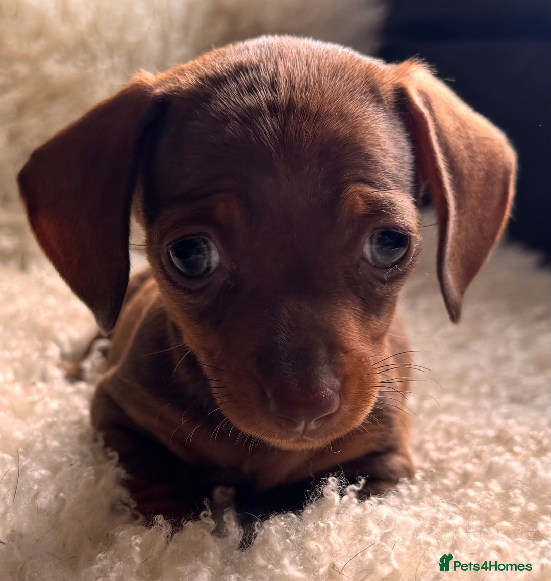 Miniature Dachshund dogs for sale: BEAUTIFUL MINI DACHSHUND PUPPIES  - Image 9