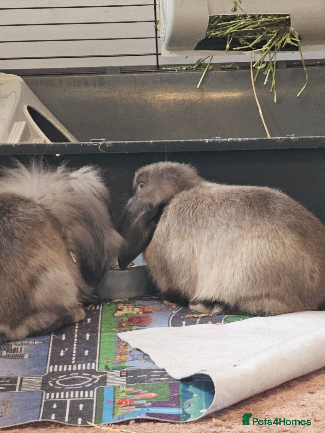 Mixed Breed rabbits for sale: Two female 3 month old bunnys - Advert 5
