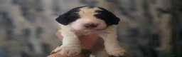 Cockapoo dogs for sale: Beautiful Cockapoo Puppies (5 Boys, 1 Girl) in Doncaster - Advert 17
