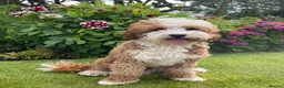 Mixed Breed dogs for sale: 🐾READY TO GO🐾 Exceptional Australian Doodles🐾 - Advert 17