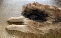 Shih Tzu dogs for sale: Shih Tzu’s Puppies Standard x Imperial  - Image 5