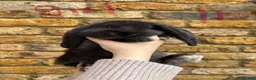 French Lop rabbits for sale: French lops ❤️  - Advert 7