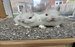 Netherland Dwarf rabbits for sale: 6 baby netherland dwarfs  - Image 5
